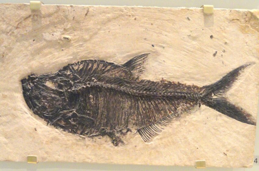  Une nouvelle recherche révèle le secret de la survie des anciennes écailles de poisson