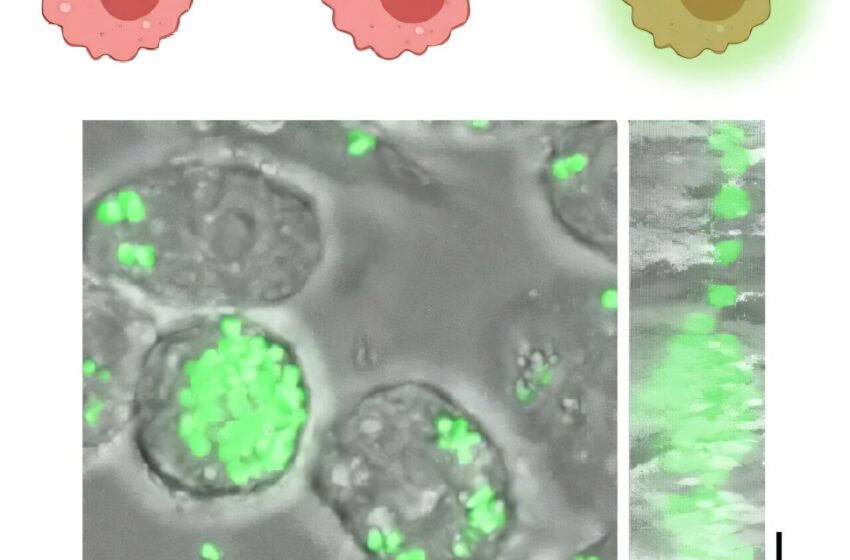  Une petite molécule peut aider à lutter contre l’échec du traitement antibiotique