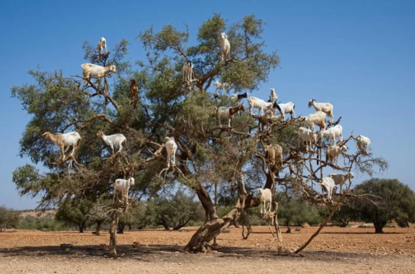  L’utilisation de l’arganier à Essaouira (Maroc) remonte à 150 000 ans, une découverte majeure