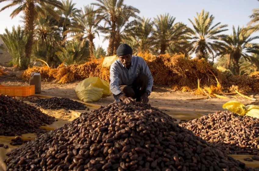  Près d’une datte sur trois consommée au Maroc est égyptienne