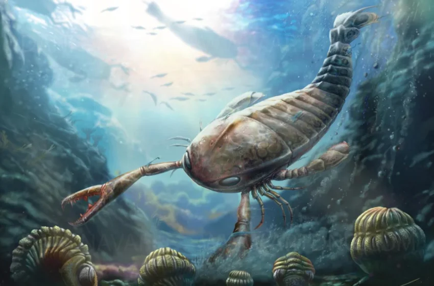  des chercheurs découvrent un scorpion de mer géant vieux de 470 millions d’années