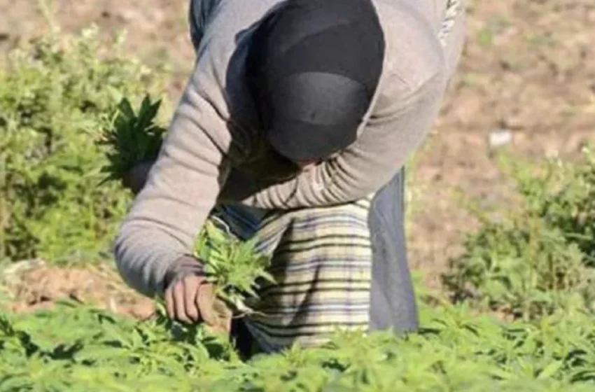  la culture illégale du cannabis en baisse de 85 % en vingt ans