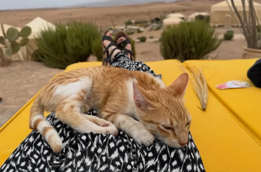  Lors de leur lune de miel au Maroc, ils sauvent une chatte et la ramènent aux USA