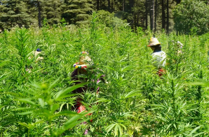  Au Maroc, la récolte du cannabis retardée