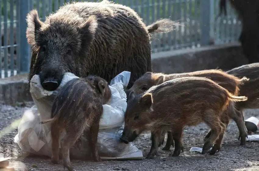  Au Maroc, les sangliers prolifèrent dans les villes