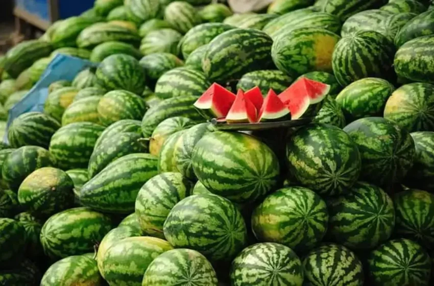  La pastèque marocaine cartonne à l’étranger, France en tête