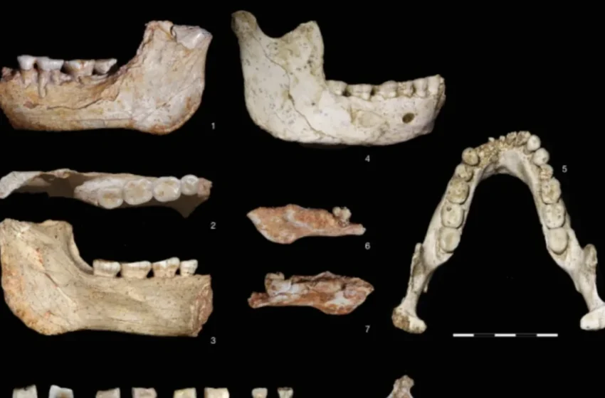  Le Maroc révèle un ancêtre commun potentiel des Sapiens et des Néandertaliens