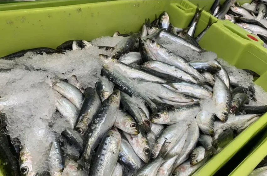  Les sardines marocaines vont-elles disparaître des supermarchés français ?