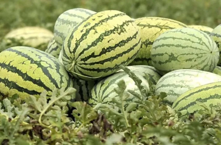  champs de pastèques détruits