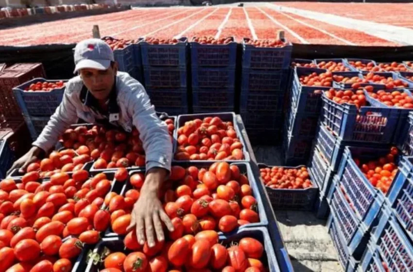  pourquoi le Maroc gagne la guerre des prix contre l’Espagne