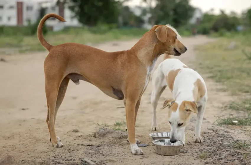  Derrière la polémique sur les chiens au Maroc, un complexe de supériorité occidentale ?