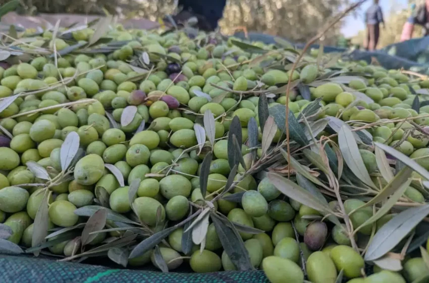  La récolte des olives au Maroc tourne au casse-tête