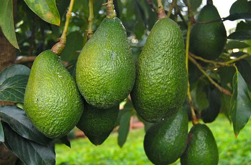  Le Maroc devient le premier exportateur africain d’avocats, 141 000 tonnes exportées