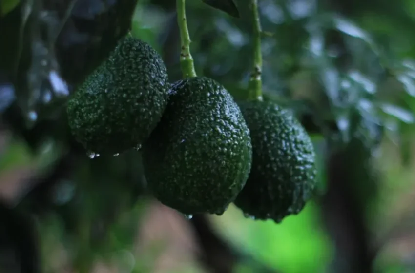  Le Maroc devient le premier exportateur africain d’avocats