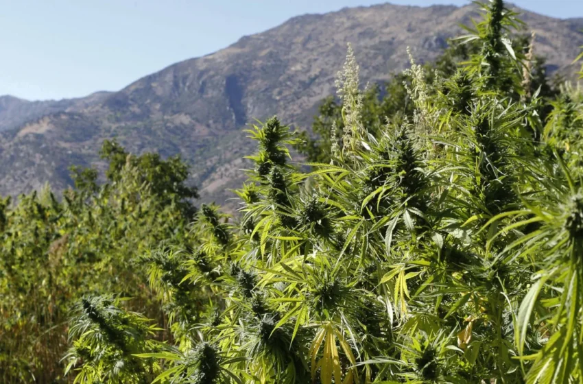  Le Maroc veut devenir un leader mondial du cannabis médical
