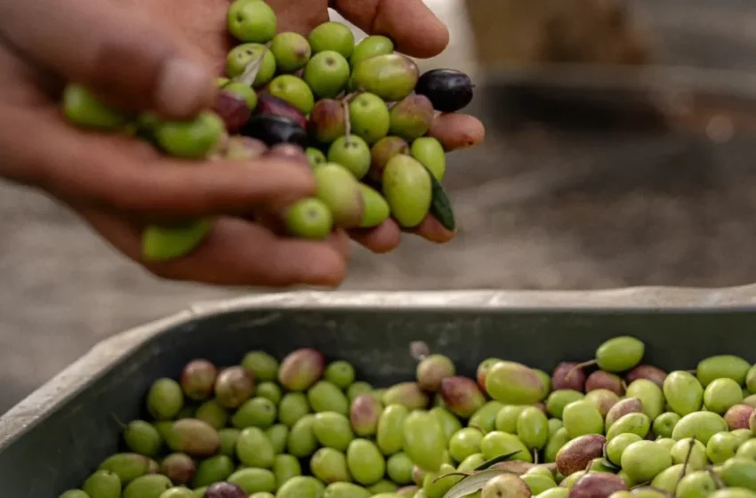  cette variété marocaine est bien meilleure pour la santé que les italiennes