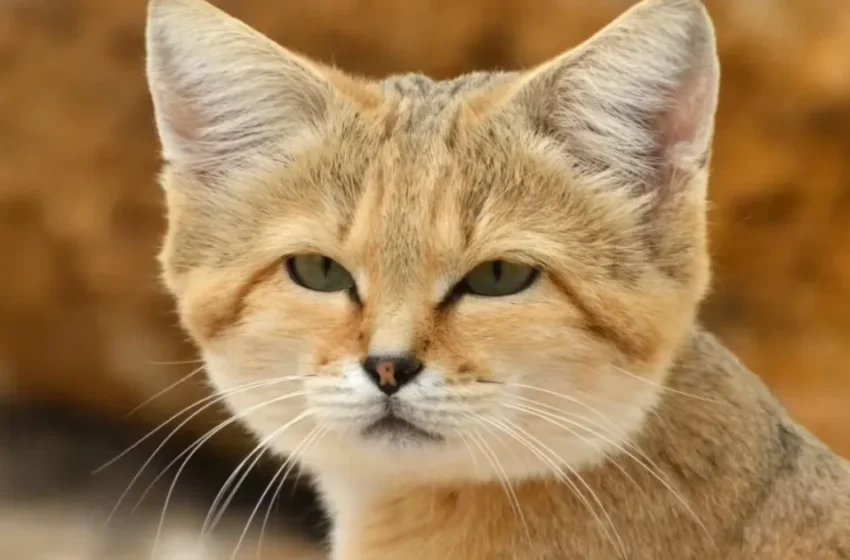  découvrez le chat des sables du Maroc