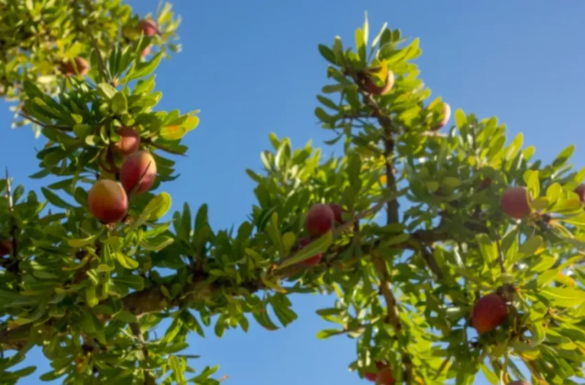  Avancées scientifiques pour sauver l’arganier marocain menacé de disparition