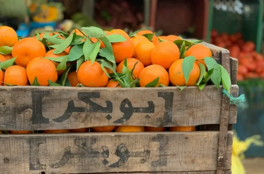  Baisse alarmante de la production d’agrumes au Maroc en raison des inondations