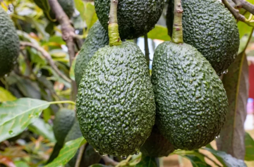  Effondrement des exportations d’avocats marocains : seulement 58 000 tonnes en 2023