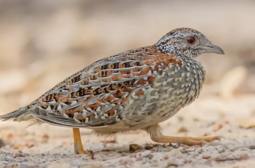  Experts demandent un plan d’intervention pour sauvegarder une espèce d’oiseaux menacée en Espagne