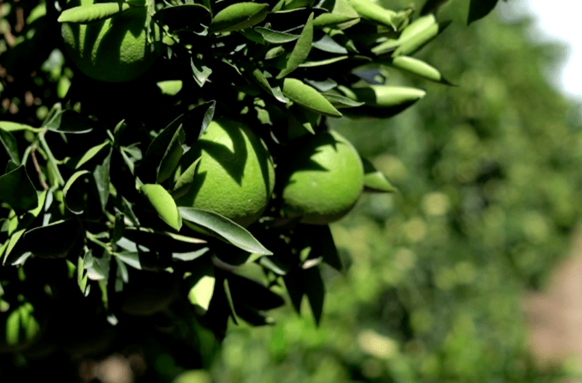  Exportateurs sud‑africains de fruits touchés par la guerre USA‑Israël contre l’Iran