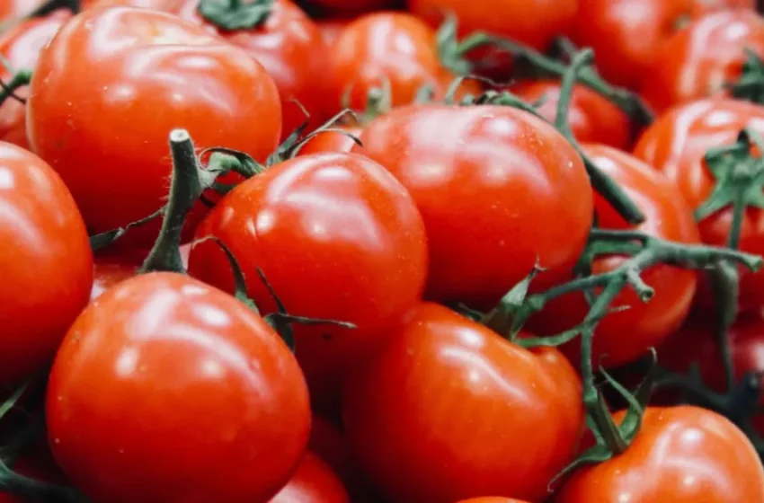  Exportations de tomates marocaines : hausse de la valeur malgré des volumes en baisse