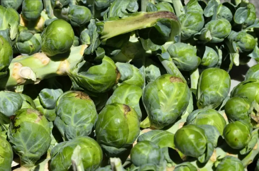  Le Maroc devient le 3ème exportateur mondial de choux de Bruxelles