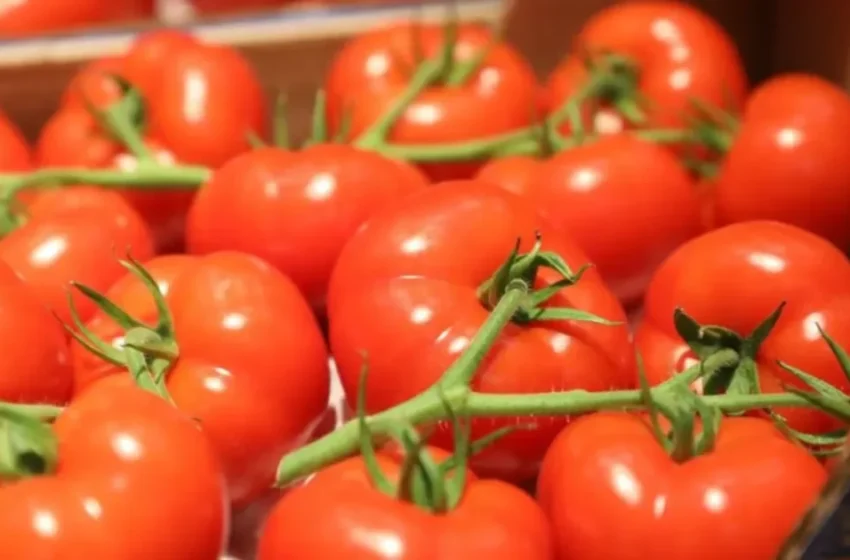  Les exportations marocaines de tomates atteignent un record historique en 2024