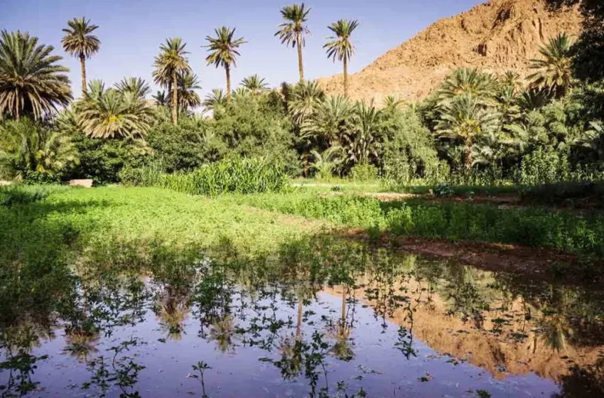  Les grottes du Maroc révèlent un climat ancien humide et verdoyant