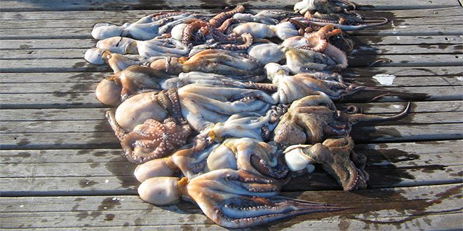 Quota poulpe à Safi fixé à 800 tonnes pour l'hiver 2026