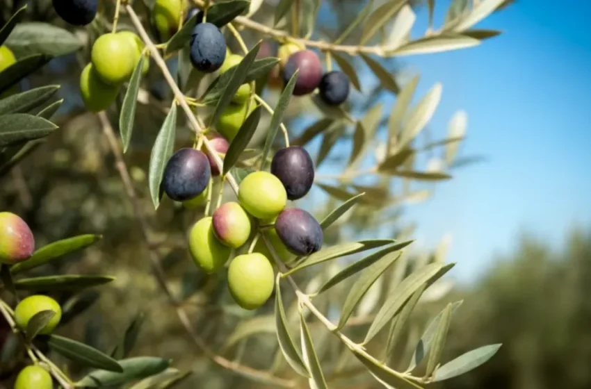  Récolte record d’olives au Maroc, mais des pertes inquiétantes menacent l’avenir des agriculteurs