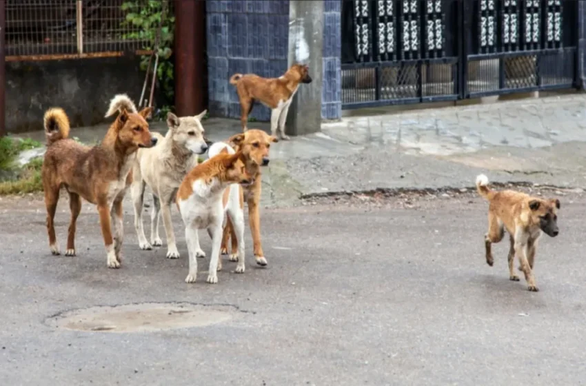  Tension à Marrakech : les attaques de chiens errants inquiètent les parents et élèves