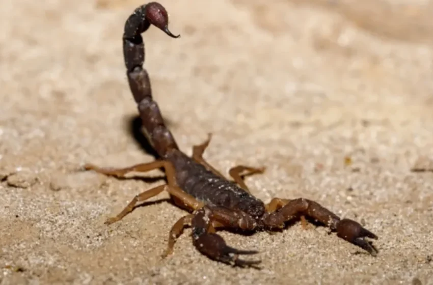  Une étude révèle des solutions pour lutter contre les piqûres de scorpions au Maroc