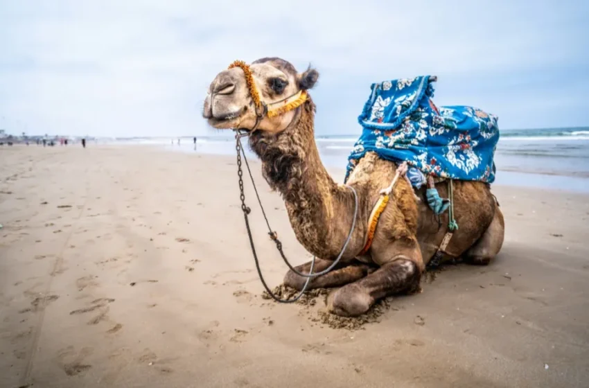  un paradis familial à petit prix