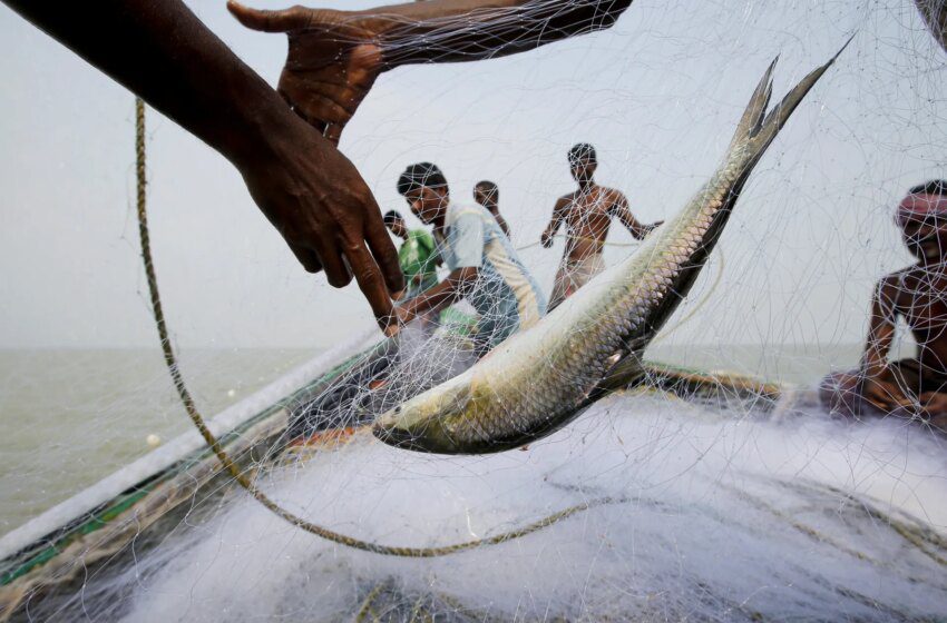  Au Bengale occidental, le poisson devient enjeu électoral entre BJP et Mamata