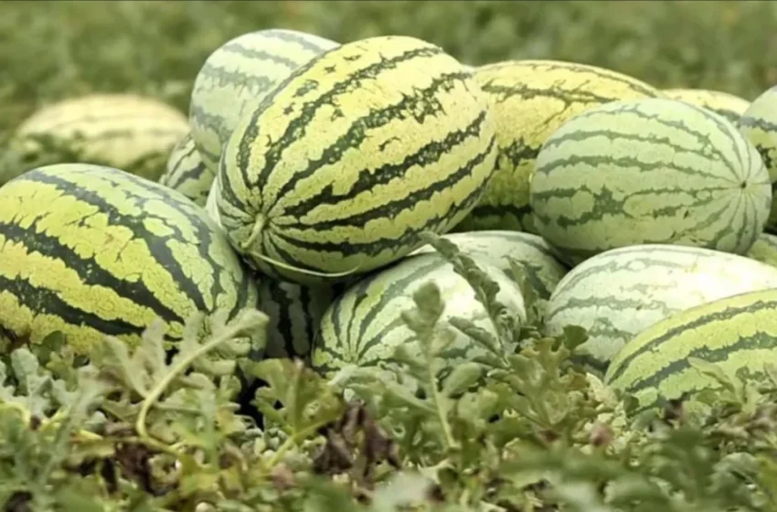  Concurrence avec la Mauritanie freine les exportations de pastèques marocaines