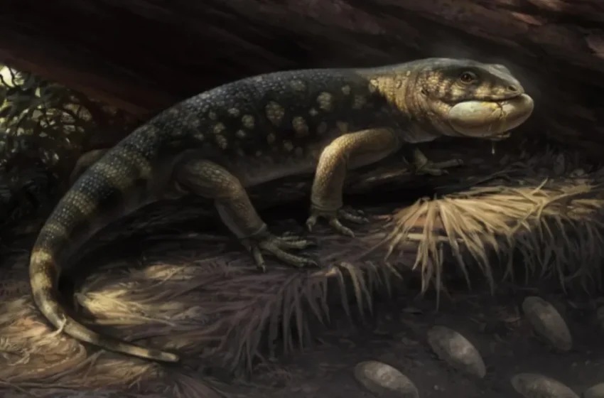  Découverte de traces de vie marine vieilles de 168 millions d’années au Maroc