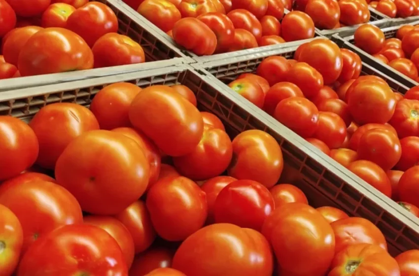  Des rumeurs infondées sur un blocage des expéditions provoquent des inquiétudes au Maroc