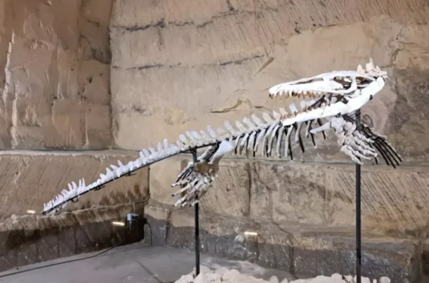  Erfoud, oasis du Maroc, confrontée à un marché informel de fossiles en plein essor