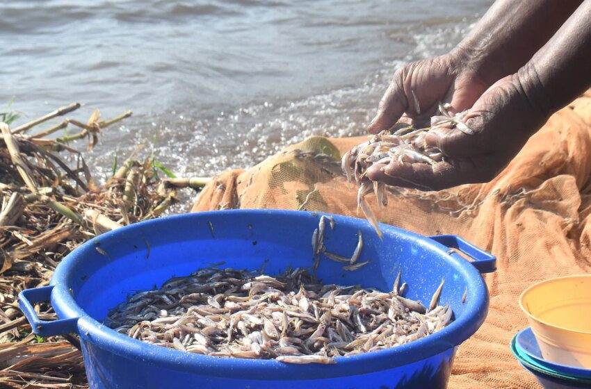  Femmes pêcheuses au Kenya brisent le tabou sur le lac Victoria