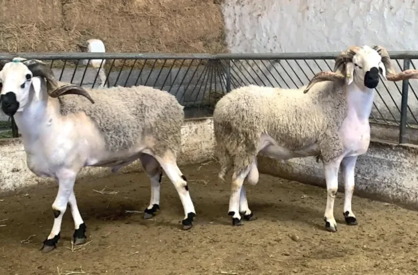  Inflation des prix de viande au Maroc: le coût du gasoil en cause avant l’Aïd al-Adha