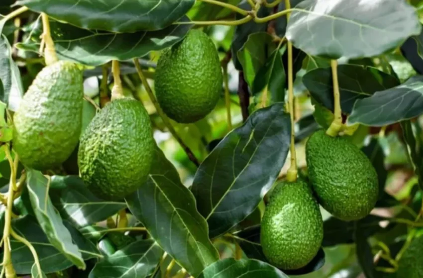  La campagne 2025-2026 révèle une chute drastique de la production d’avocats au Maroc