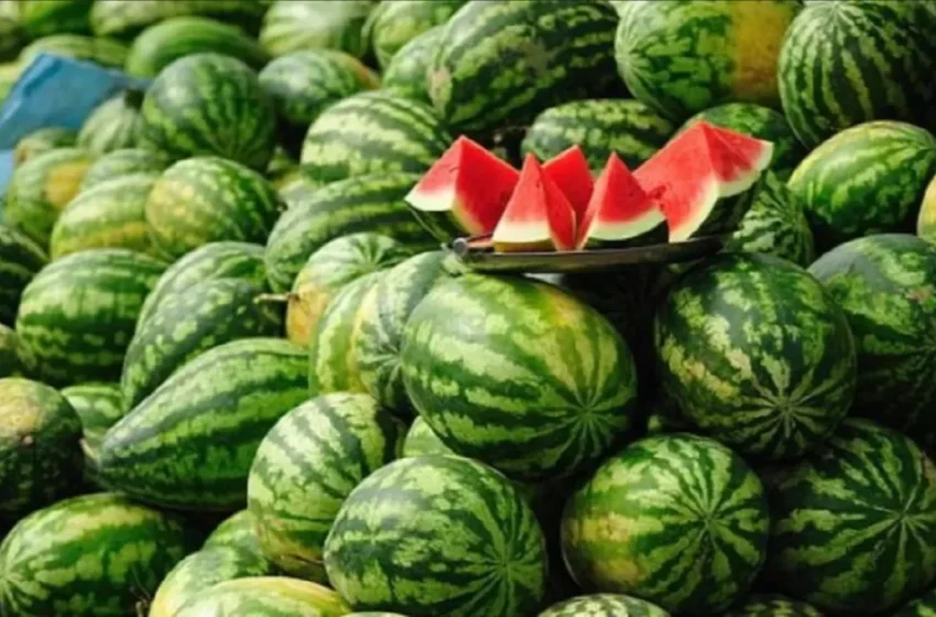  La campagne estivale de la pastèque à Zagora lance une saison prometteuse