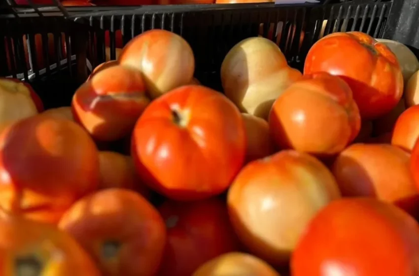  La hausse du prix des tomates suscite l’indignation au Maroc selon les commerçants