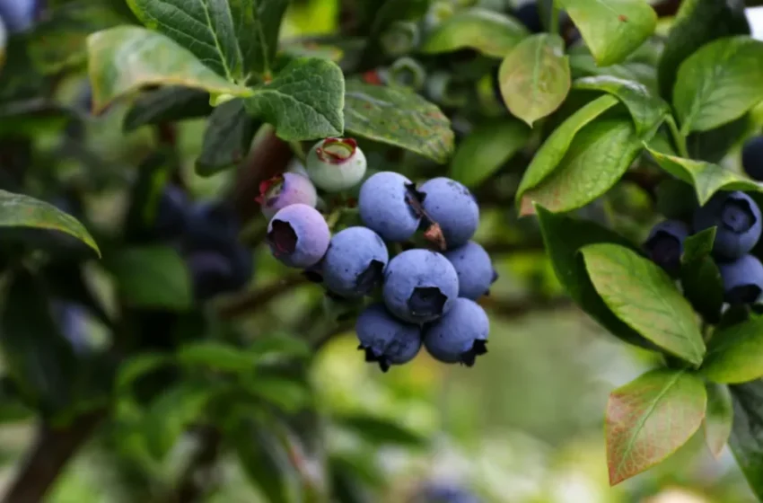  La météo pénalise la production de myrtilles dans la région de Larache