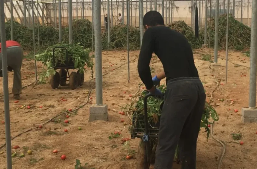  La plaine de Chtouka : emploi agricole en pleine mutation avec les migrants africains