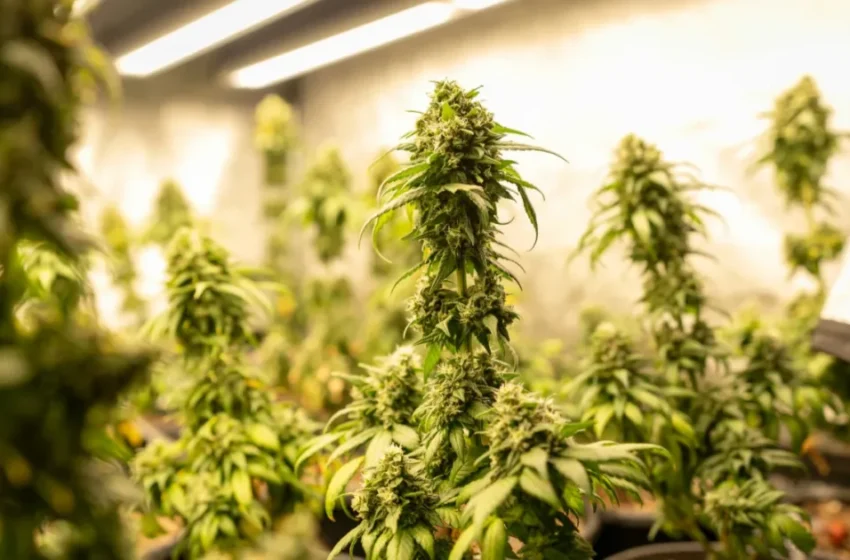  La production de cannabis à Al Hoceïma explose grâce à la variété « Beldia »