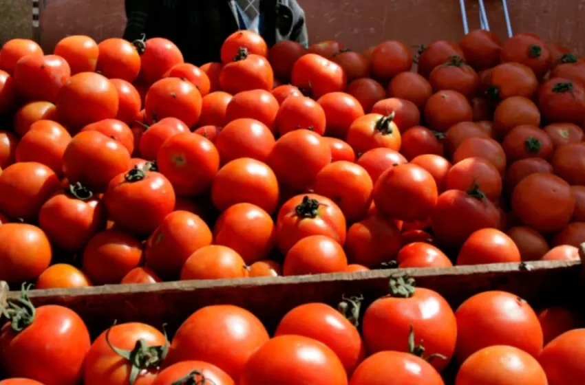  La tomate marocaine surpasse l’Espagne sur le marché européen depuis 2022