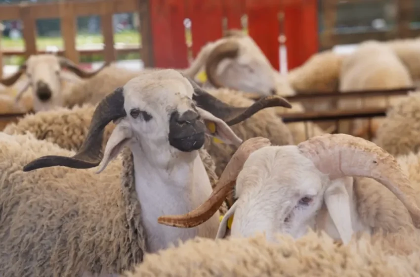  Le Maroc célébrera normalement l’Aïd al-Adha en 2026 après la sécheresse de 2025